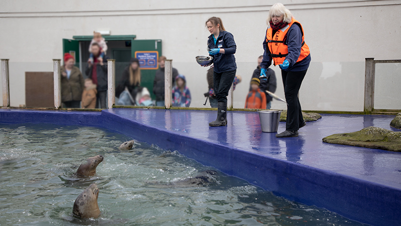 VIP Experience feeding the resident common seals