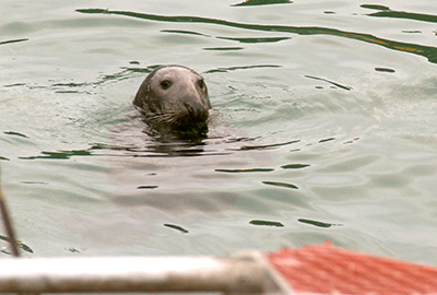 Seal in Newquay harbour
