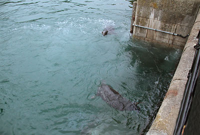 Seals in the harbour at Newquay