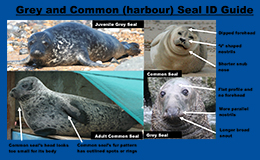 Seal ID Guide