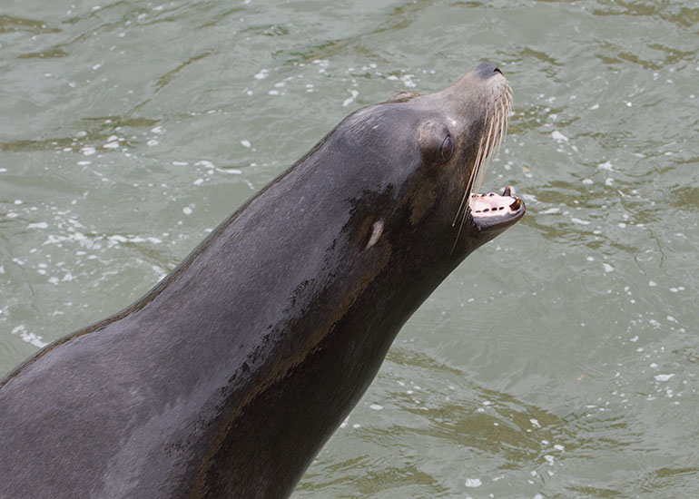 Sea Lions