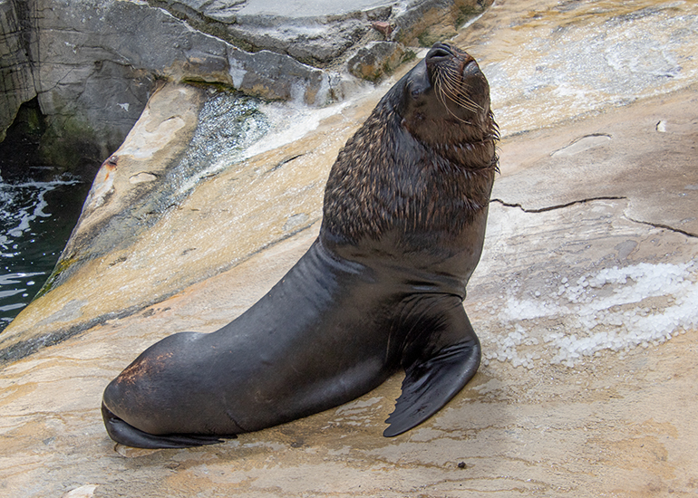 Sea Lions