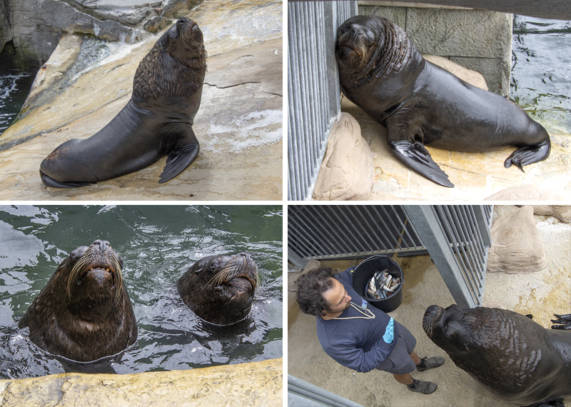 Sea Lions