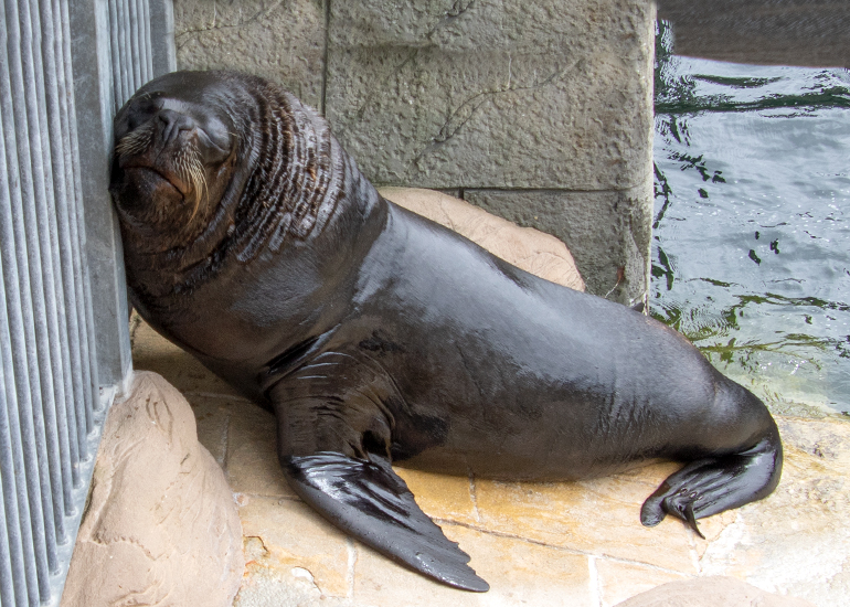 Sea Lions