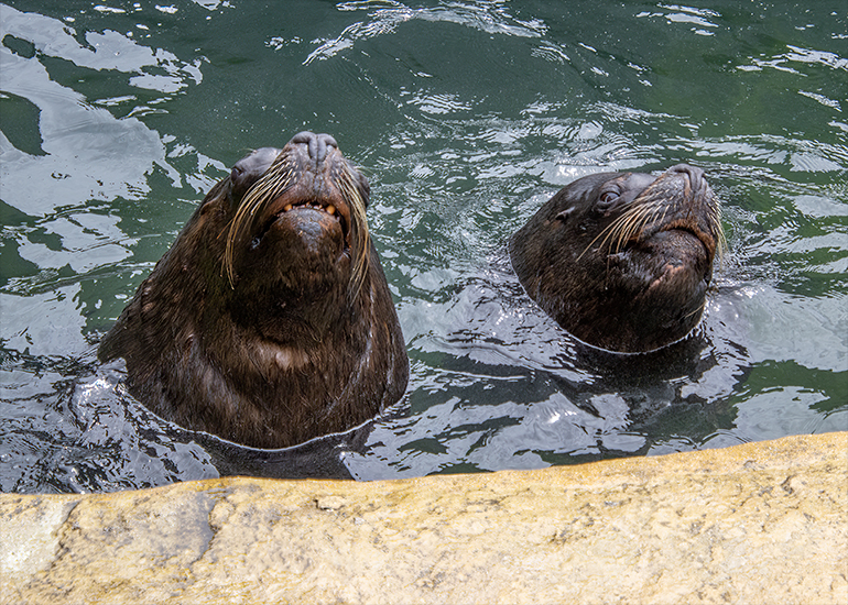 Sea Lions