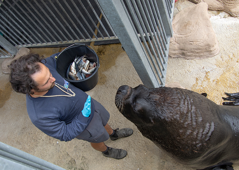 Sea Lions