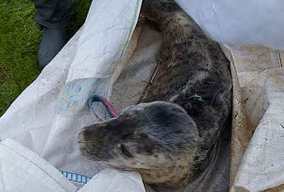 Seal pup - 17th December 2020 - Photo credit : Lorraine Miners