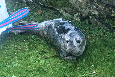 Seal pup - 17th December 2020 - Photo credit : Simon Cadman