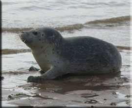 Seal Pup on Beach