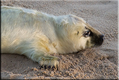 Rescued seal pup