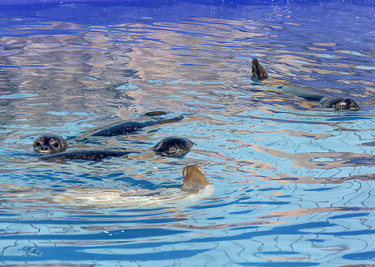 Seal pups recovery pool photo taken on 8th August 2022