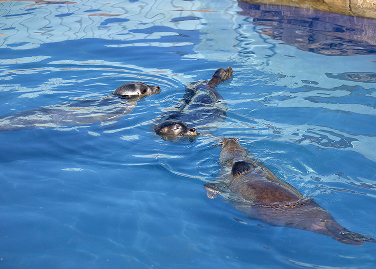 Seal pups recovery pool photo taken on 8th August 2022
