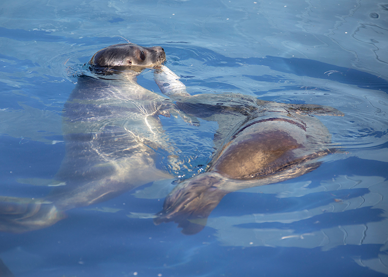 Seal pups recovery pool photo taken on 8th August 2022