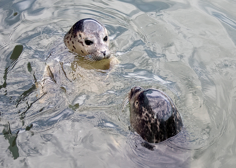 Seal Pups