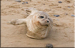 Seal Pups on the beach