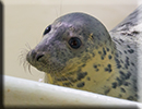 Seal Pups in the hospital on 21st January 2017