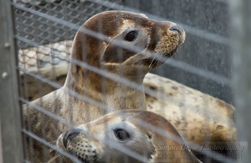Seal Release - 2nd June 2014
