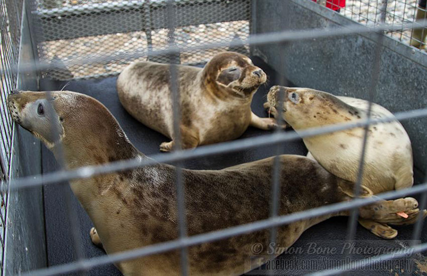 Seal Release - 2nd June 2014