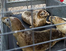 Seal Release - 2nd June  2014