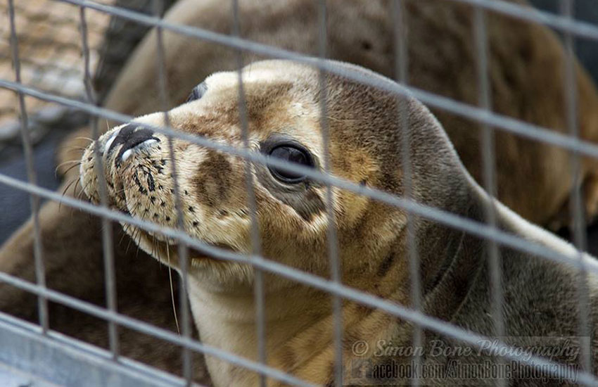 Seal Release - 2nd June 2014