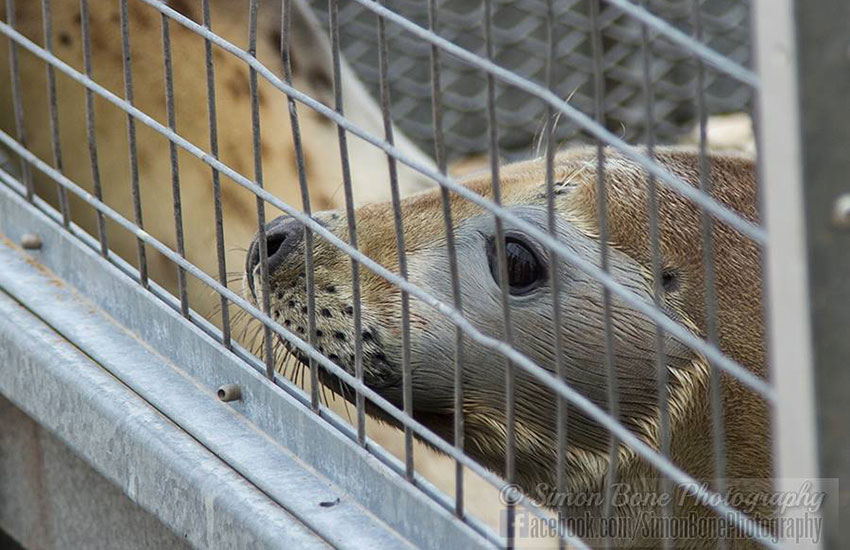 Seal Release - 2nd June 2014