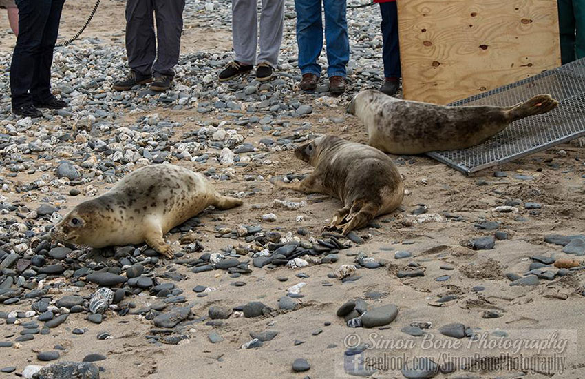 Seal Release - 2nd June 2014