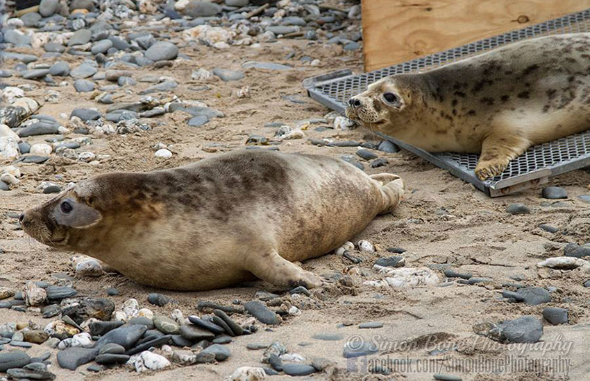 Seal Release - 2nd June 2014