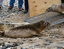 Seal Release - 2nd June  2014