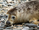 Seal Release - 2nd June  2014
