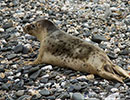 Seal Release - 2nd June  2014