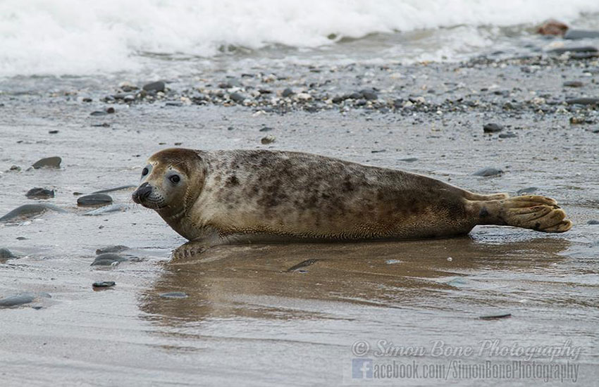 Seal Release - 2nd June 2014