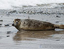Seal Release - 2nd June  2014