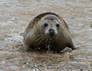 Seal Release - 2nd June  2014