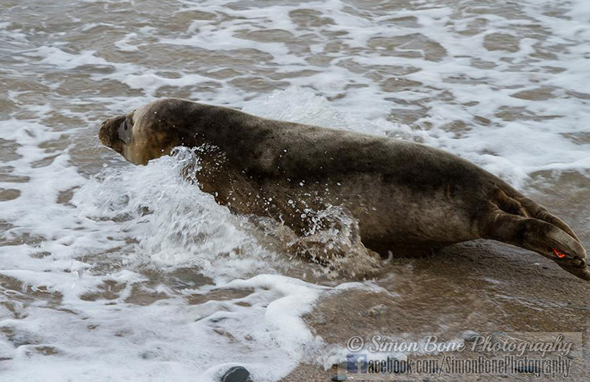 Seal Release - 2nd June 2014