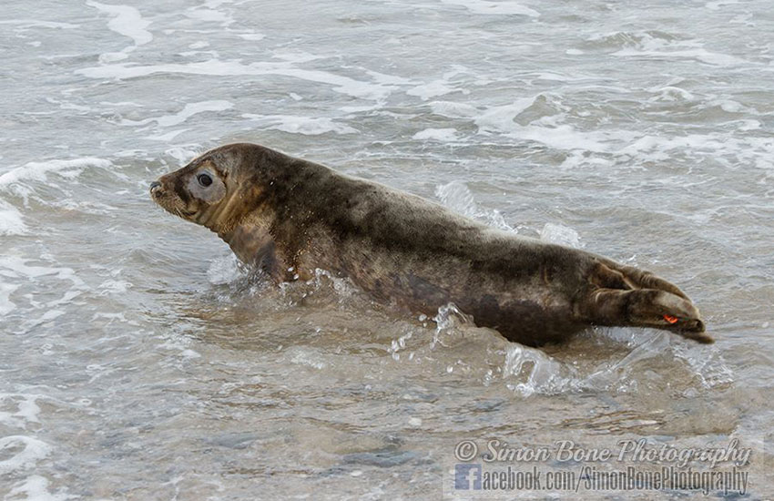 Seal Release - 2nd June 2014