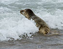 Seal Release - 2nd June  2014