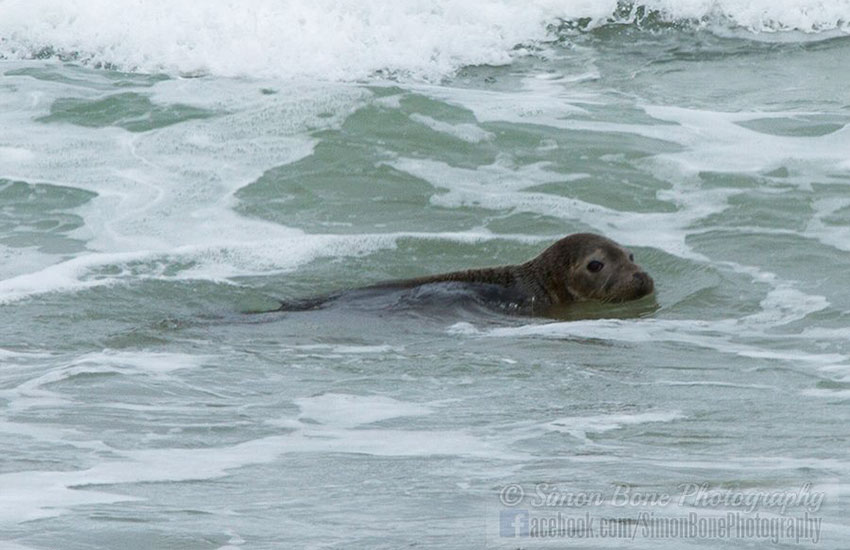 Seal Release - 2nd June 2014