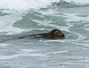 Seal Release - 2nd June  2014
