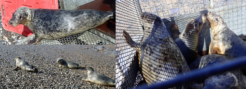 Seal Release - Photos Credit - Denise Gent - BDMLR