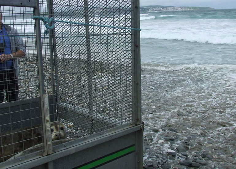 Seal Release - 4th July 2014