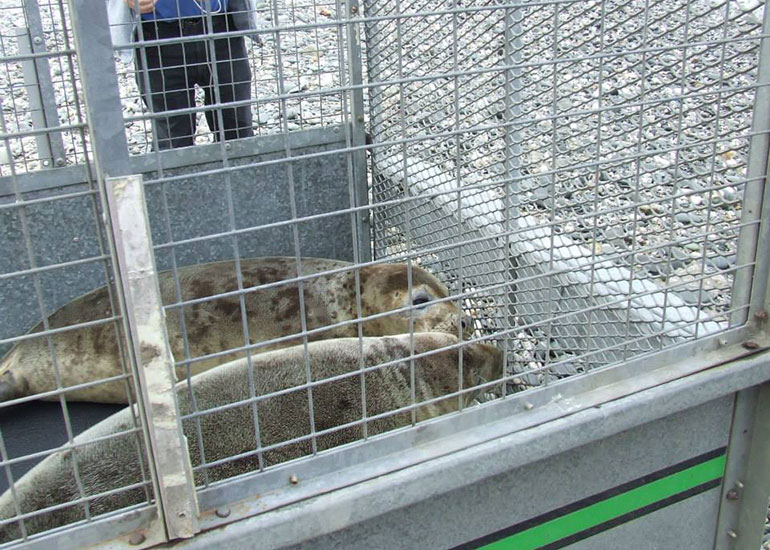 Seal Release - 4th July 2014