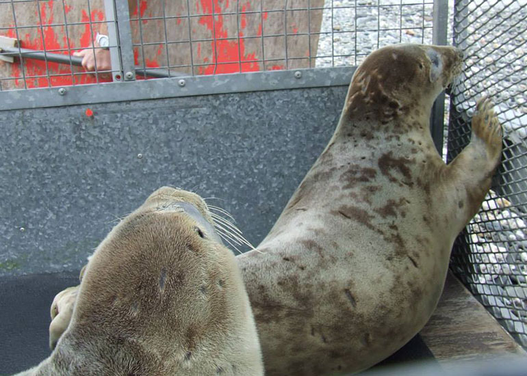 Seal Release - 4th July 2014