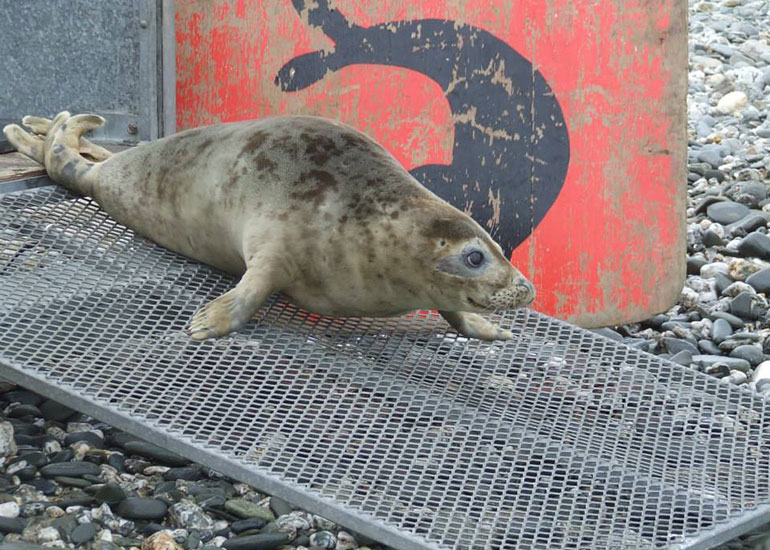 Seal Release - 4th July 2014