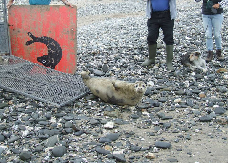 Seal Release - 4th July 2014