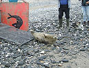 Seal Release - 4th July 2014