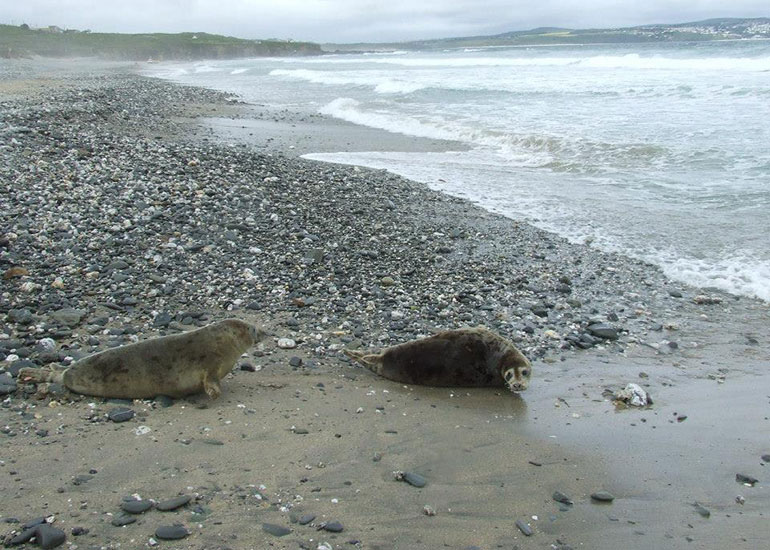 Seal Release - 4th July 2014