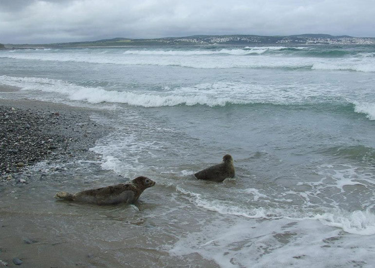 Seal Release - 4th July 2014