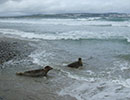 Seal Release - 4th July 2014