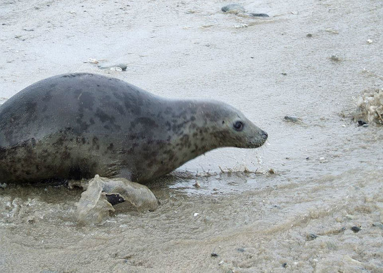 Seal Release - 4th July 2014
