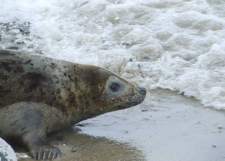 Seal Release - 4th July 2014